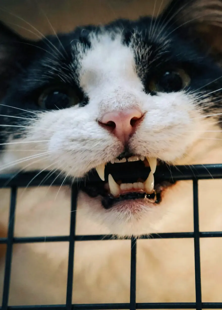 Fierce Feline Grin - original
